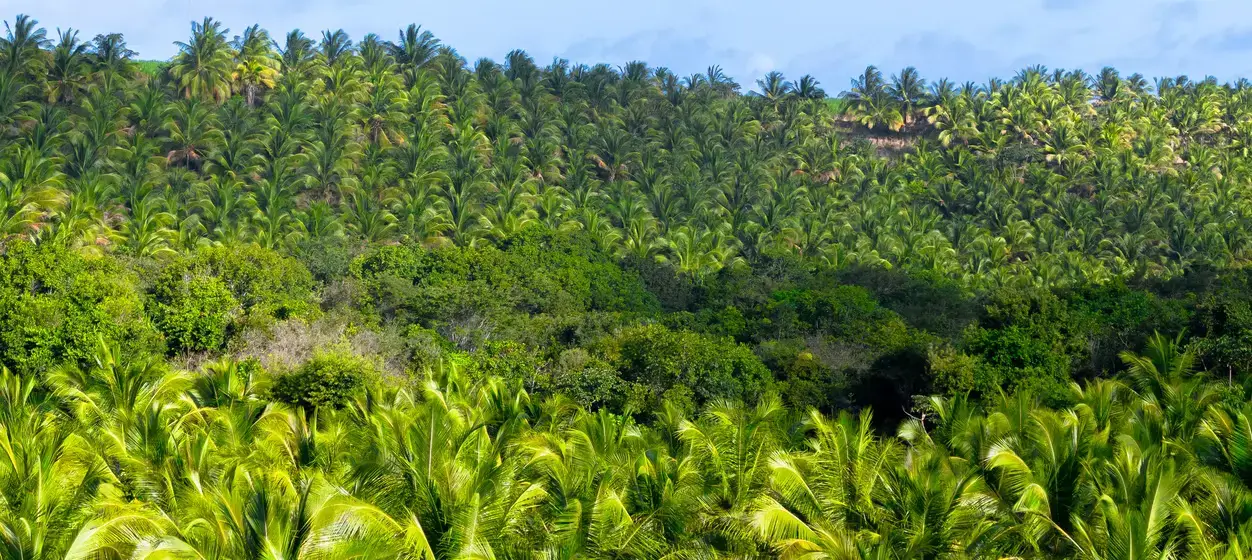 state of sustainable palm oil